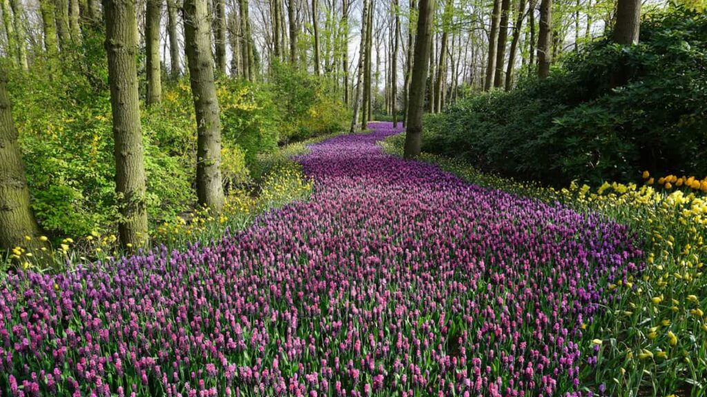 Photo of a beautiful garden full of plants and flowers