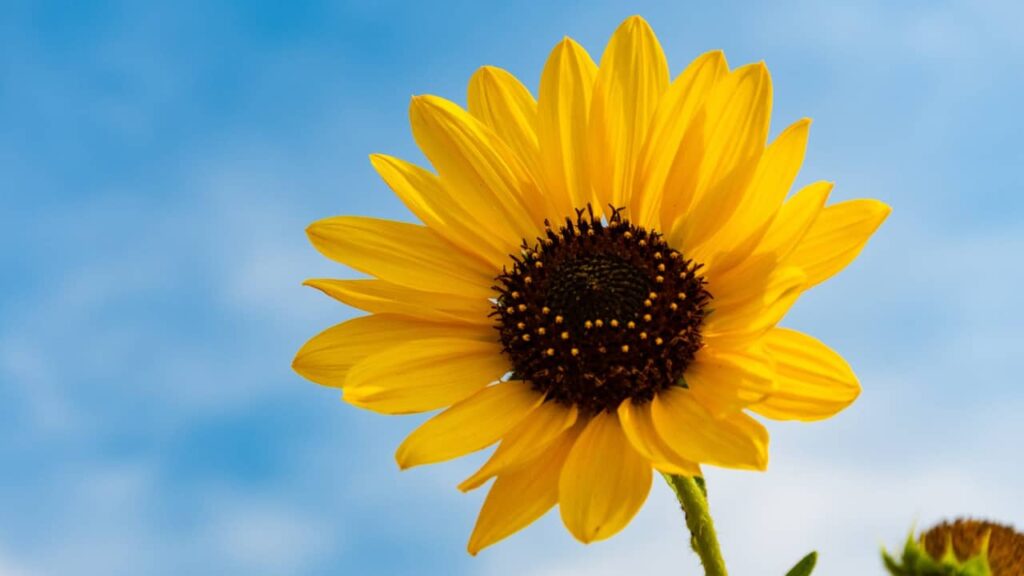 Photo of a sunflower against the sky