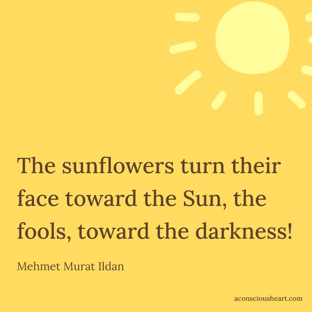 Image with sunflower quotes by Mehmat Murat Ildan