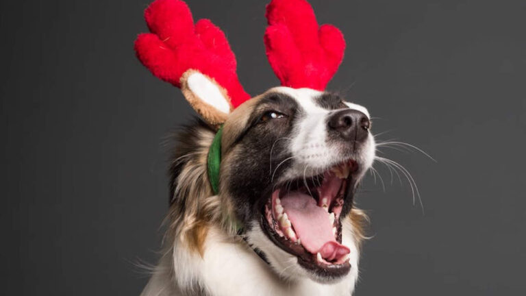 Photo of a dog laughing wearing a red reindeer headband